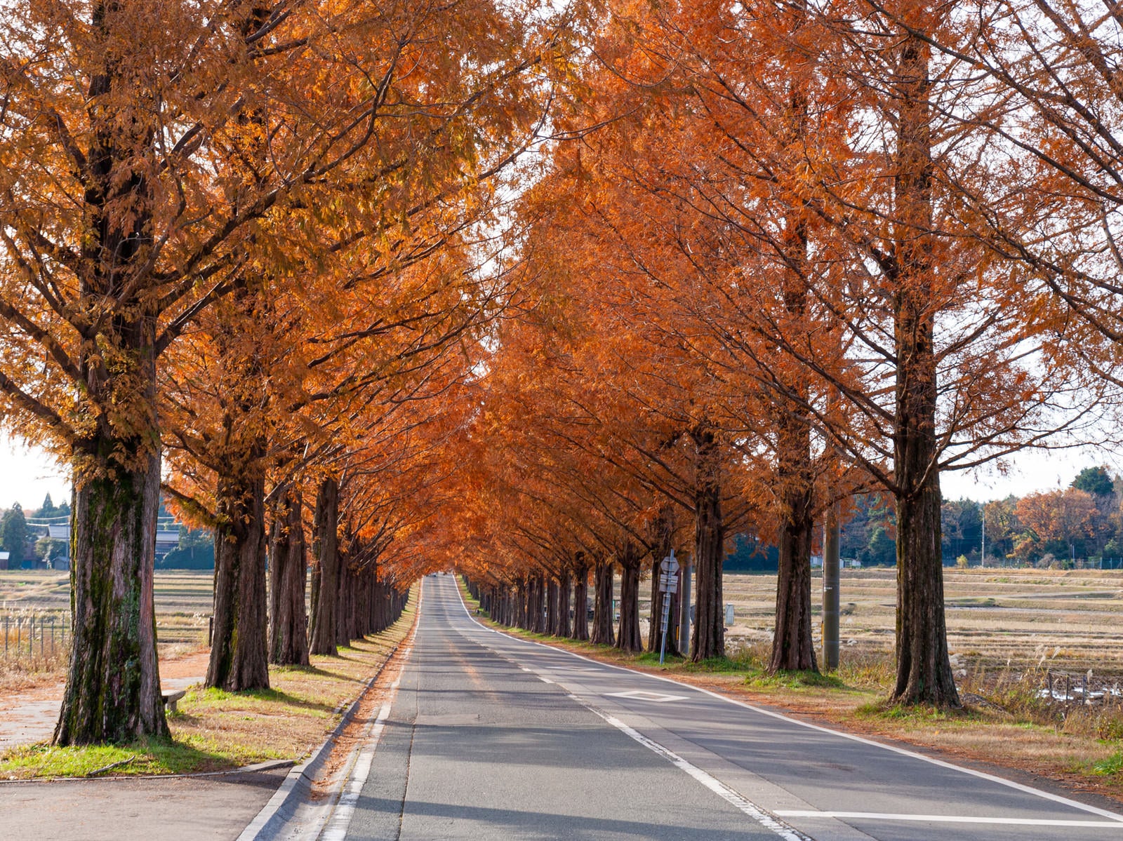 「紅葉したメタセコイアと伸びる影」の写真