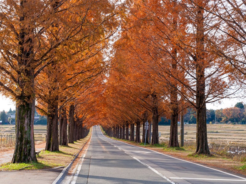 紅葉したメタセコイアと伸びる影の写真