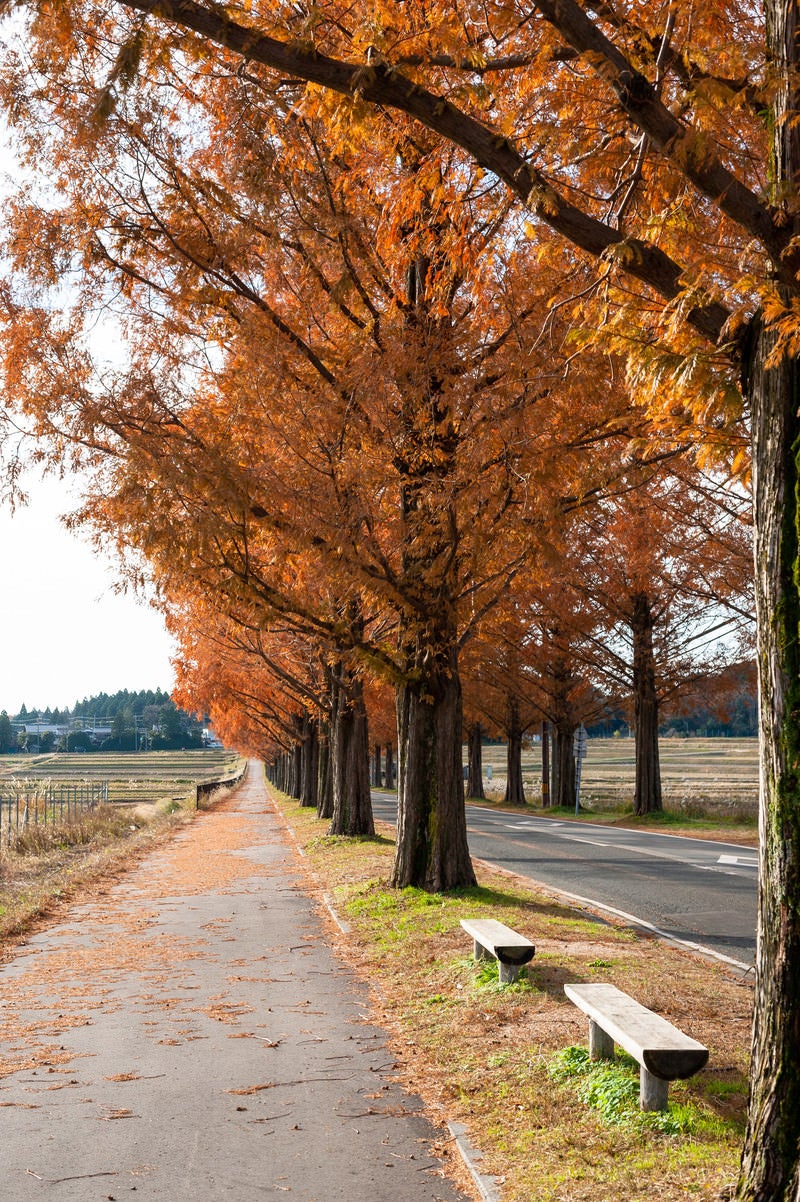 紅葉したメタセコイア並木と歩道脇のベンチの写真