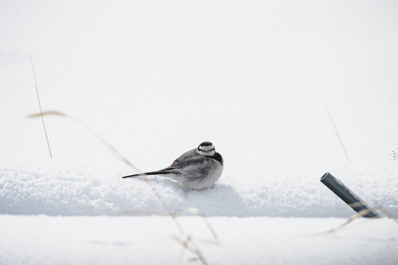 雪上で丸くなる小鳥の写真