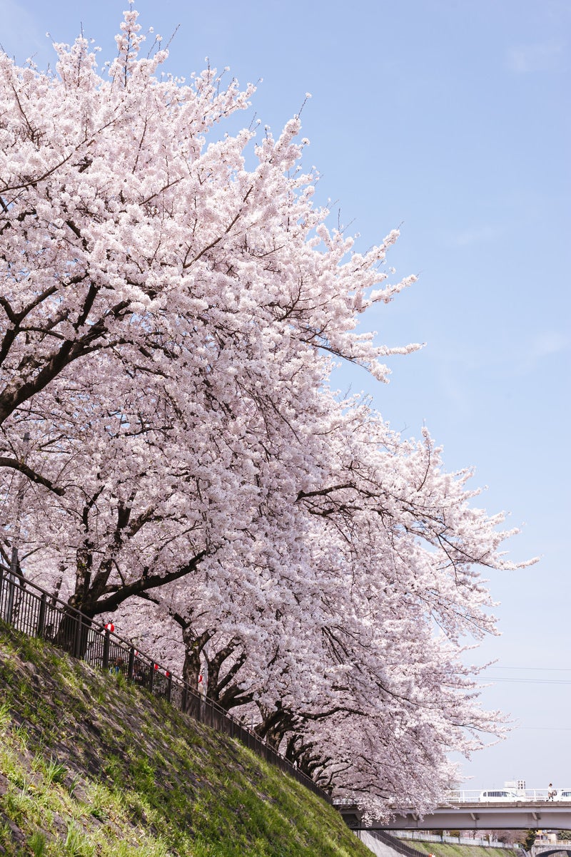 鴨川沿いの桜並木の写真