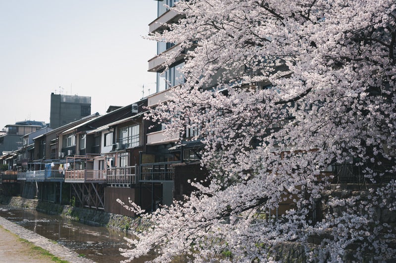 鴨川沿いの店と桜の写真