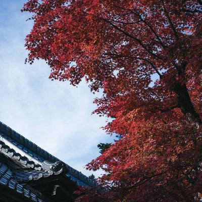 赤く染まった紅葉と瓦の写真