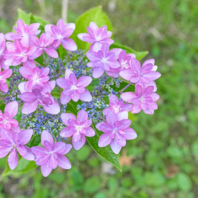 道端に咲くガク紫陽花の写真