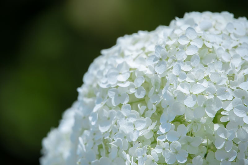 開花した小さな花の紫陽花の写真