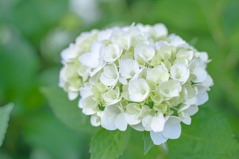 開花前の小振りの紫陽花の写真