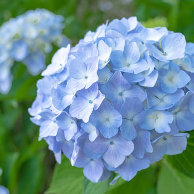 花開く装飾花の紫陽花の写真