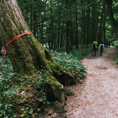 上高地から横尾へと向かう遊歩道と登山者の写真