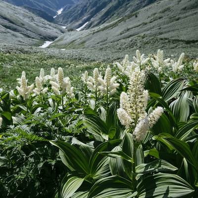 大日岳山腹のコバイケイソウの写真