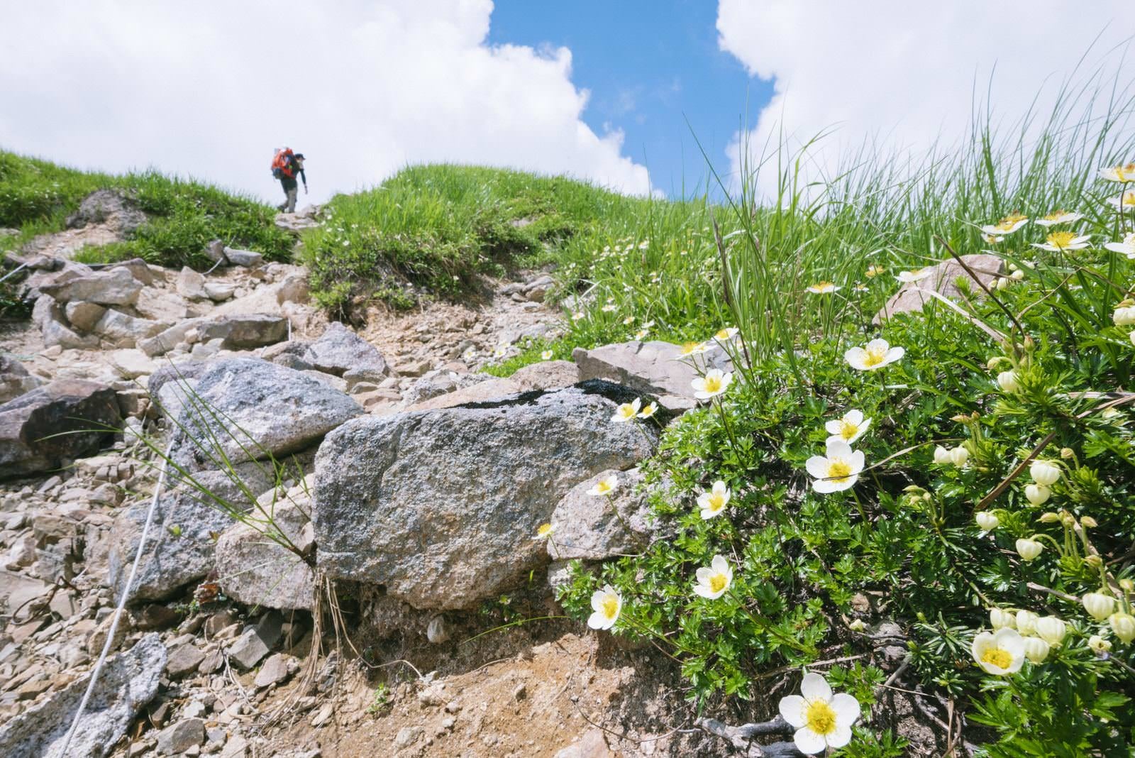 「梶川峰上部のチングルマと登山者」の写真