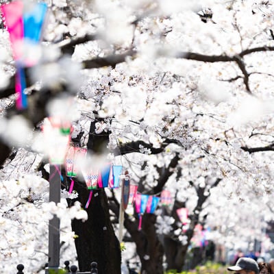 花見の季節がやってきたの写真