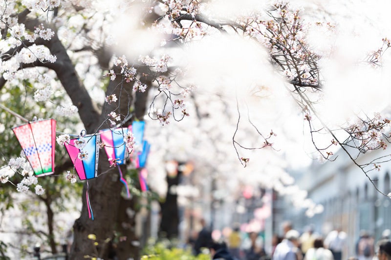 風に揺らめく桜とぼんぼり（大岡川桜まつり）の写真