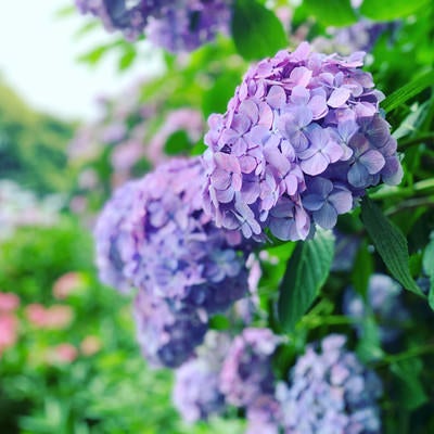 梅雨を知らせる紫陽花の写真