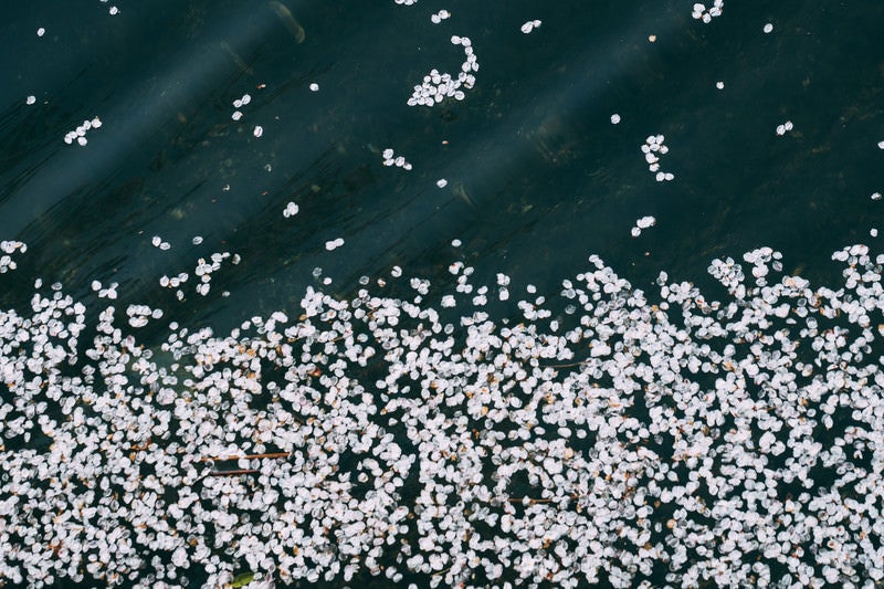 水面に浮かぶ桜の花びらの写真