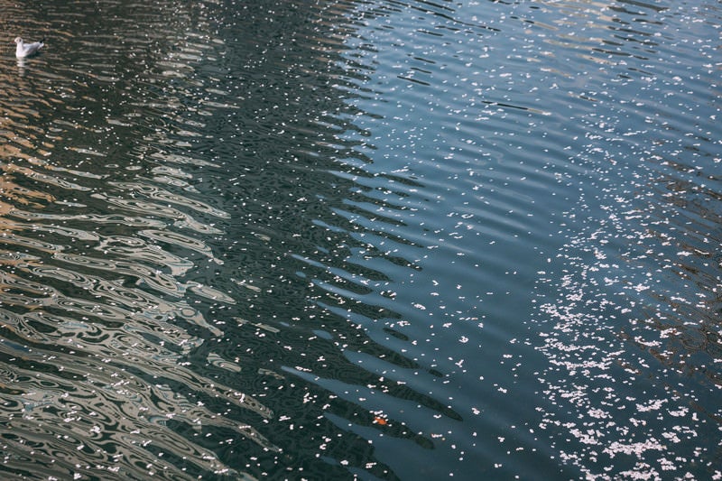 桜の花が浮かぶ川の写真