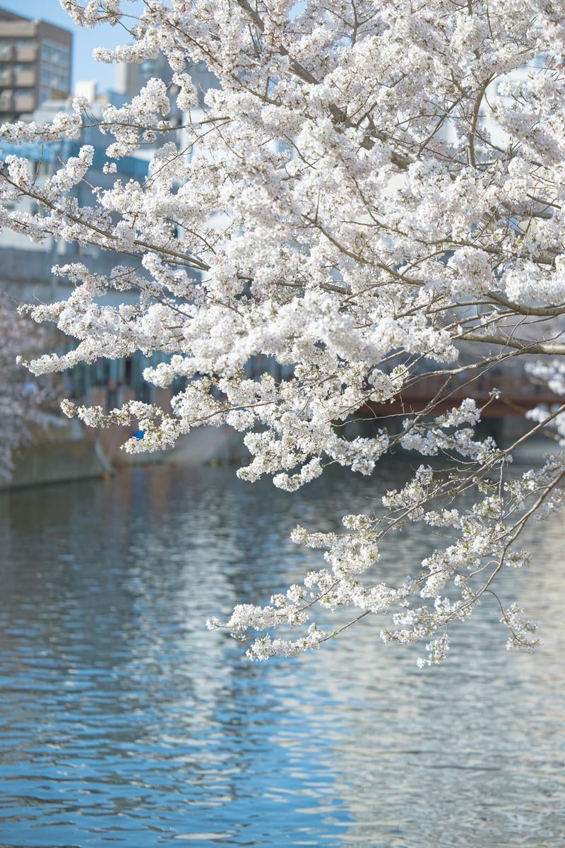 大岡川（横浜）と桜の木の写真