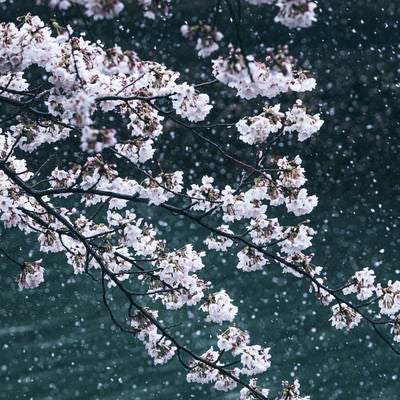 桜と降雪の様子の写真