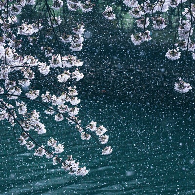 満開に咲く桜と降雪が桜吹雪のようの写真