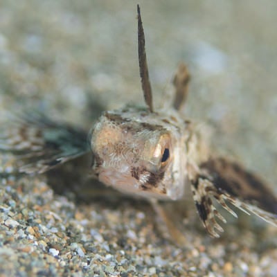 近づき過ぎたセミホウボウの稚魚（カサゴ目）の写真