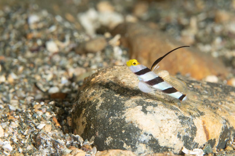 岩の上で休憩するヒレナガネジリンボウ（ハゼ科）の写真