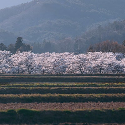 3kmに渡る長大な笹原川の千本桜の写真