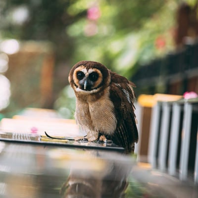 こちらをじっと見つめるフクロウの写真