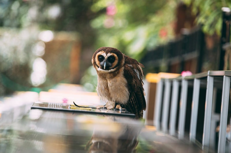 こちらをじっと見つめるフクロウの写真