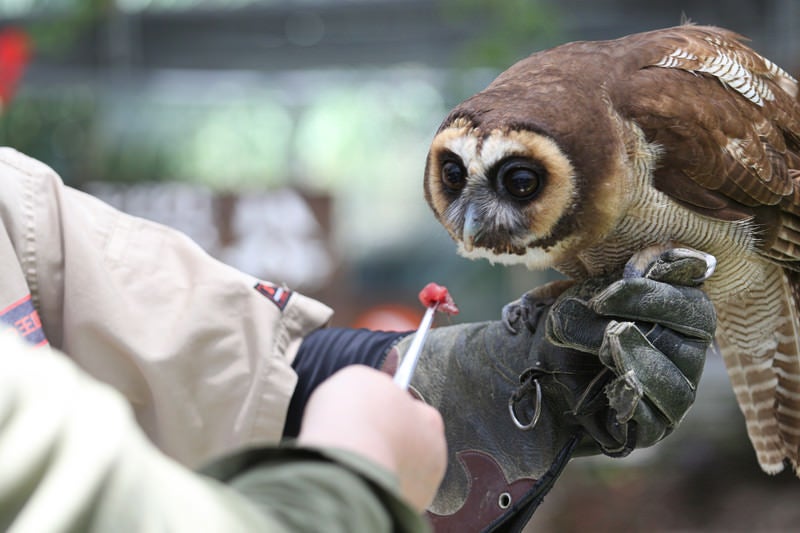 飼育員に餌付けされるフクロウの写真