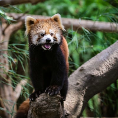 木の上で叫ぶレッサーパンダの写真