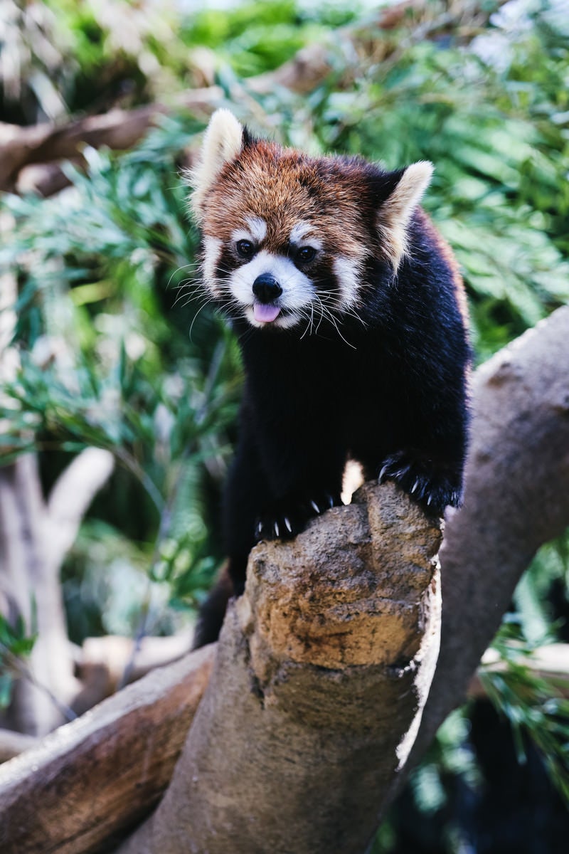 ペロッと舌を出したレッサーパンダの写真