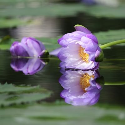 水面に映る風で倒された睡蓮の花の写真