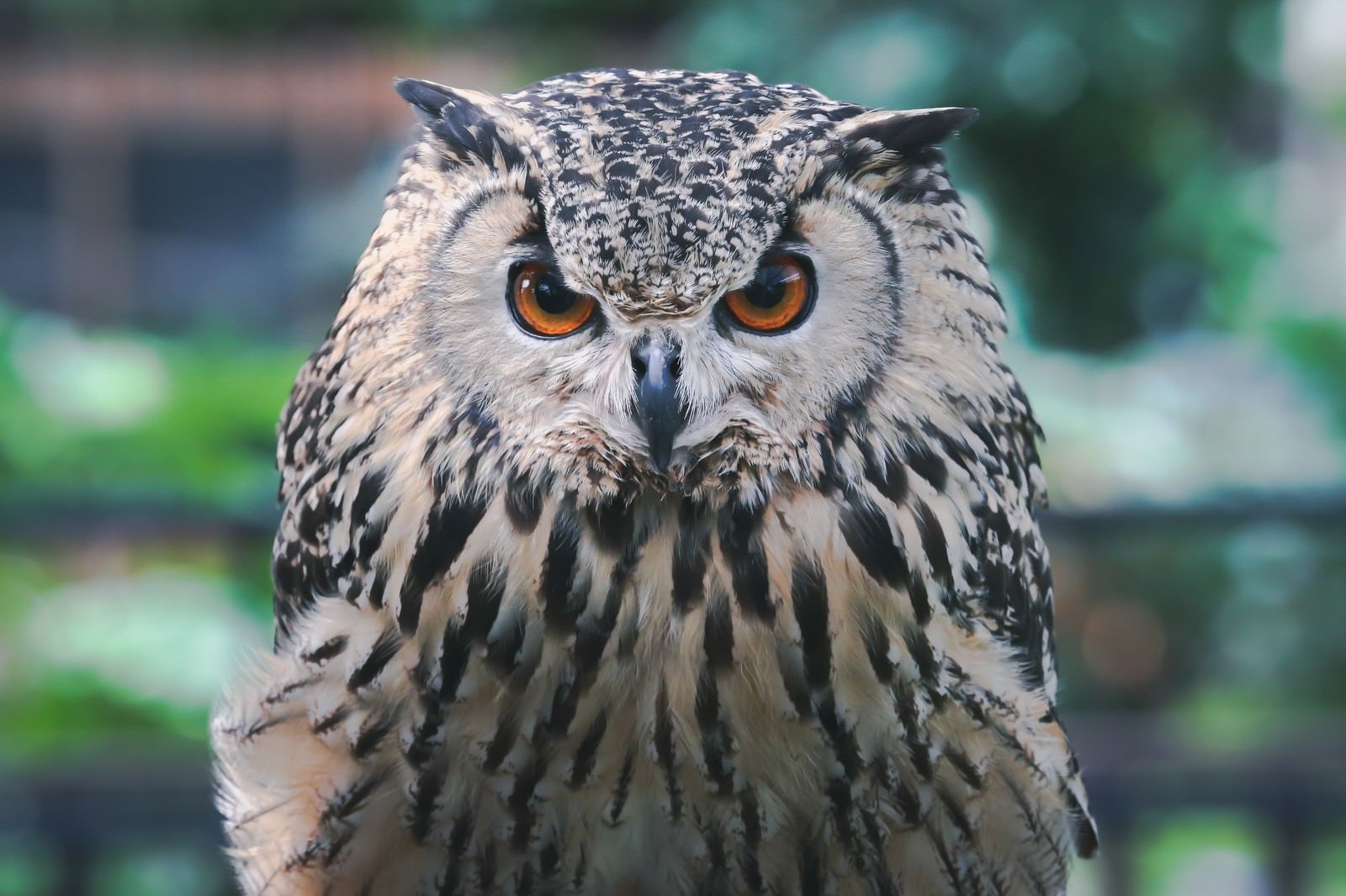 「こちらから目を離さないフクロウ」の写真