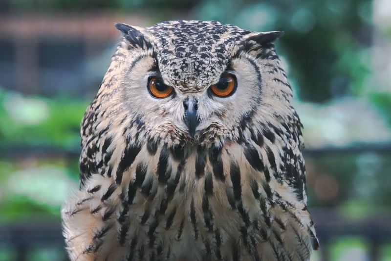 こちらから目を離さないフクロウの写真