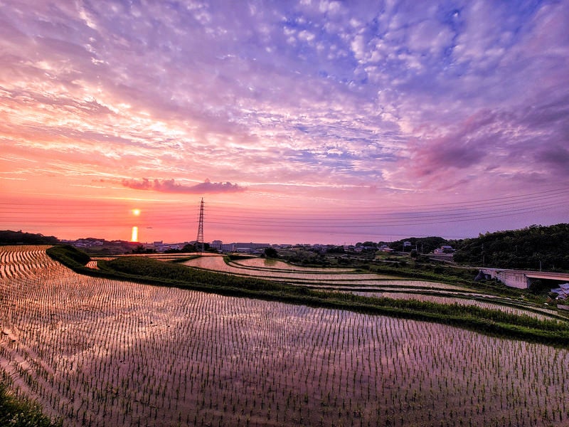 棚田の水田に染まる夕焼けの写真