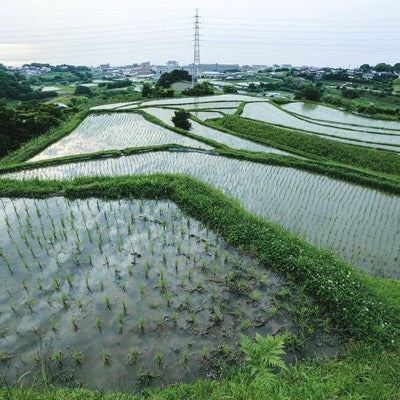 田植え棚田の先に見える街並みの写真