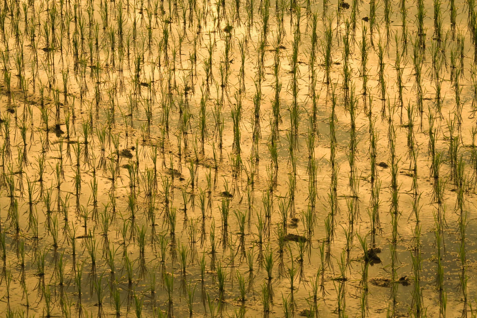 「黄金色の水田」の写真