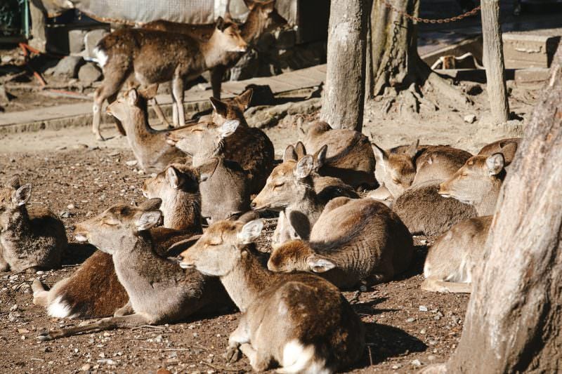 日向ぼっこする鹿の群れの写真