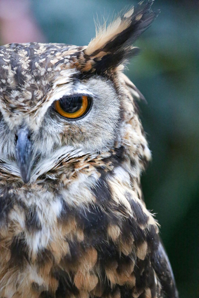 眼光鋭いミミズクの眼差しの写真