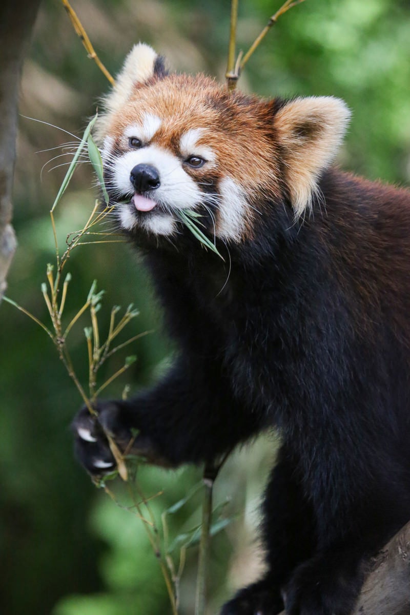 笹をムシャムシャ食べているレッサーパンダの写真