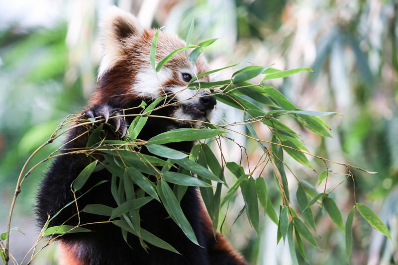 笹を食うレッサーパンダの写真