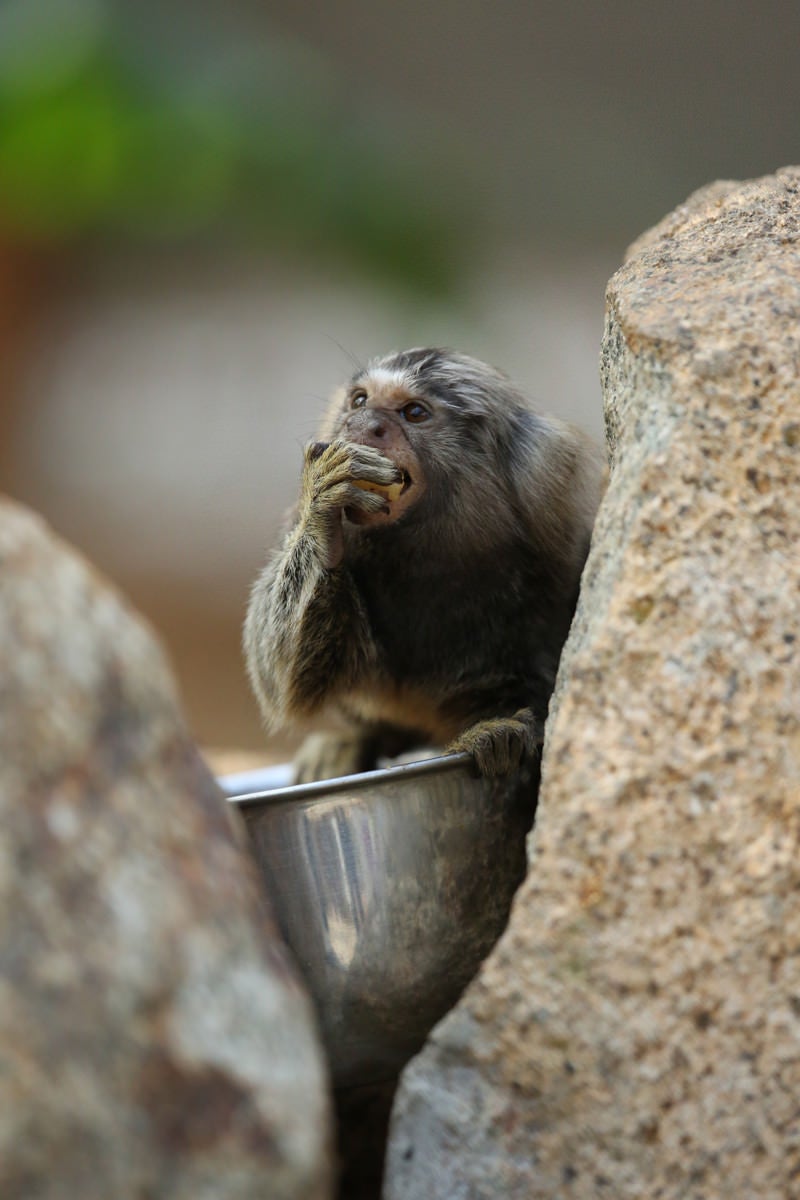 餌を頬張るサル（マーモセット）の写真