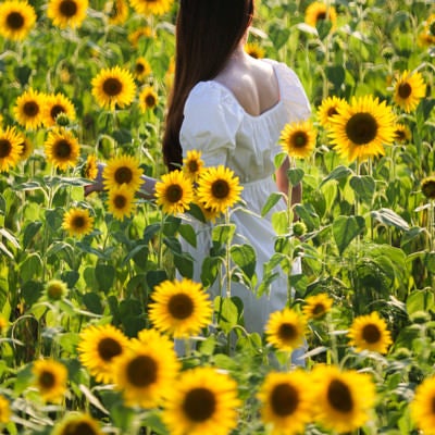 向日葵畑に立つ女性の写真