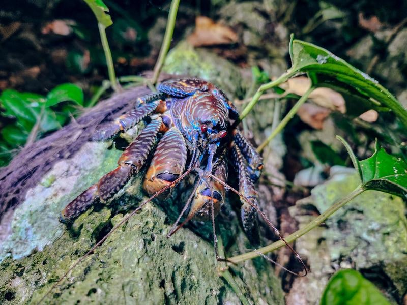 深夜の森から這い出てきた宮古島のヤシガニの写真