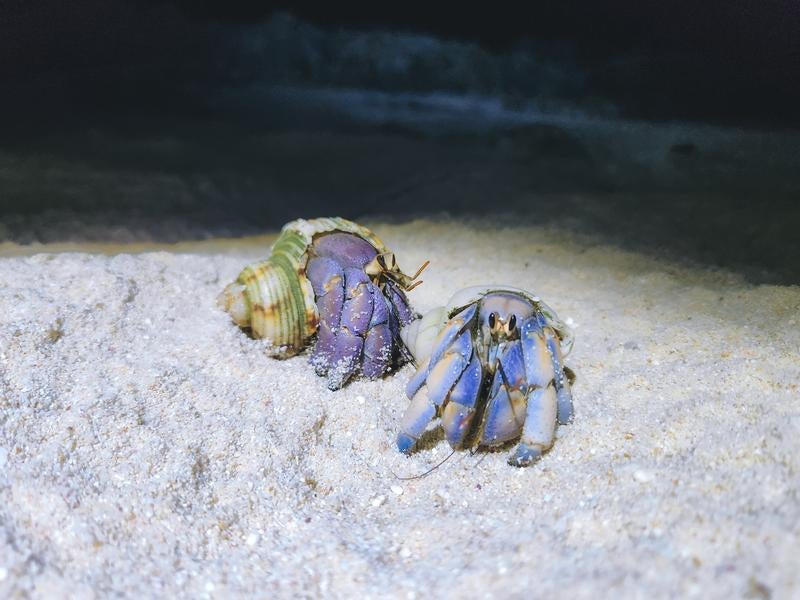 宮古島のヤシガニとオオヤドカリの写真