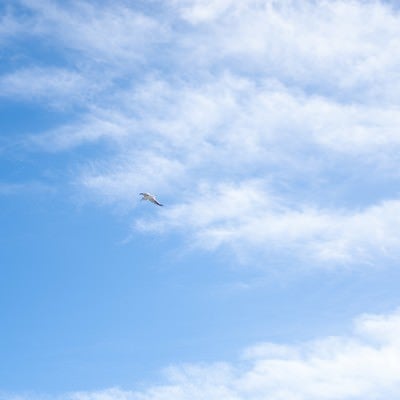 青空を飛ぶカモメの写真