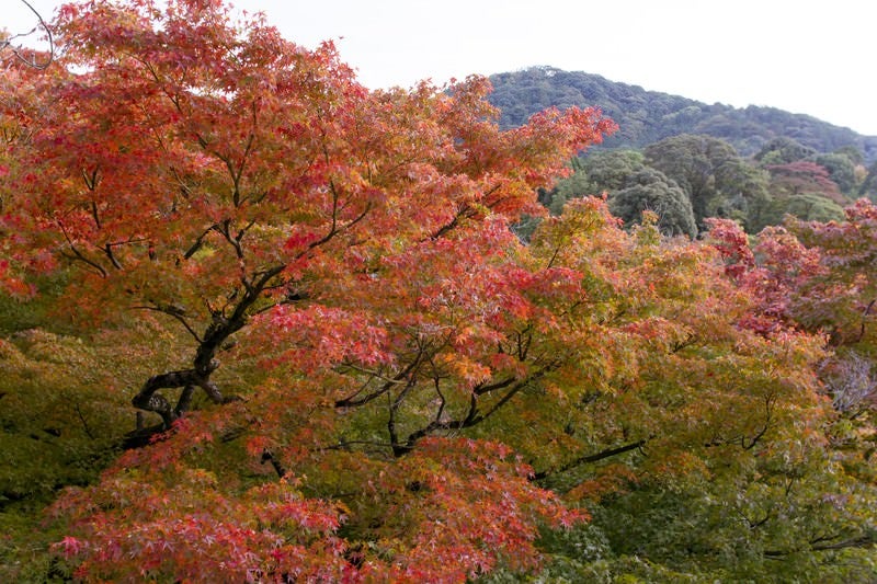 色づき始める木々の写真