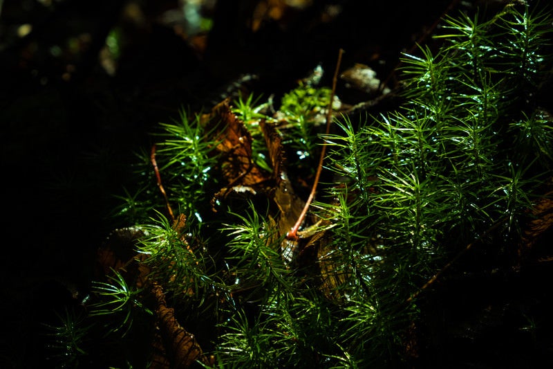 苔に差し込む光（白駒）の写真