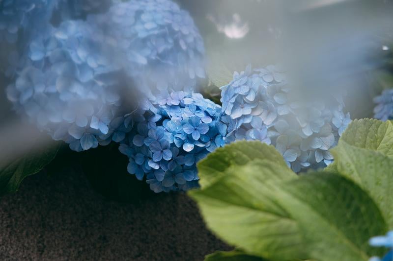 しっとり雨に濡れた青い紫陽花の写真