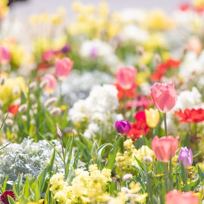 春の訪れと満開のお花の写真