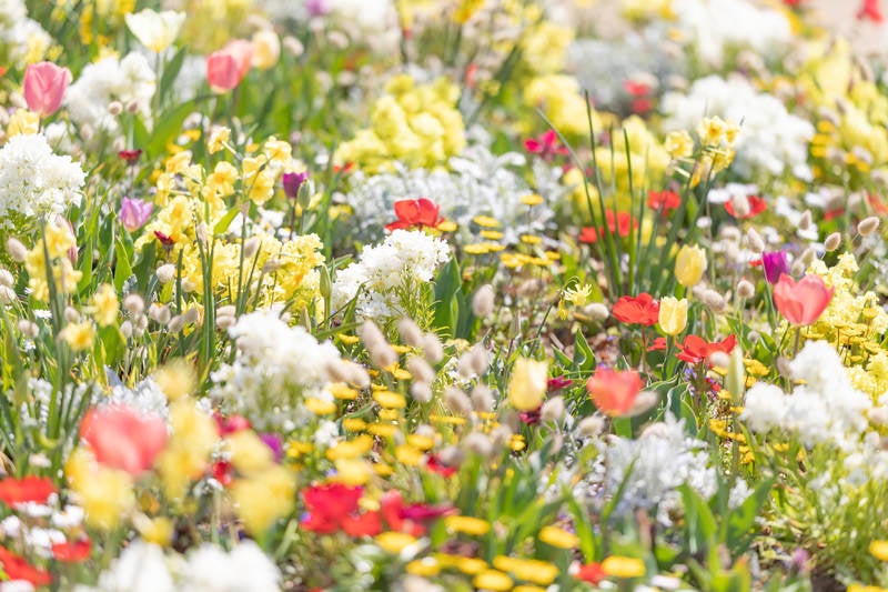 春花の写真